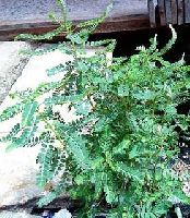 Phyllanthus Niruri In Indore