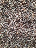 Black Wheat Seed