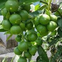 Lime In Sangli