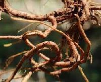 Plumbago Zeylanica