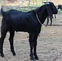 Osmanabadi Goat
