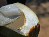 Coconut Pulp