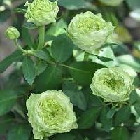 Green Rose Plants