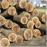 Walnut Wood Logs
