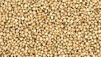 Jowar Seeds