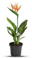 Bird OF Paradise Plant
