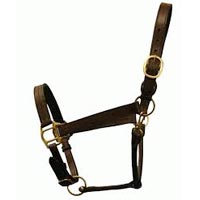 Horse Halters In Kanpur