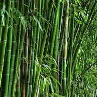 Bamboo And Bamboo Products