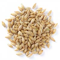 Barley In Rajkot