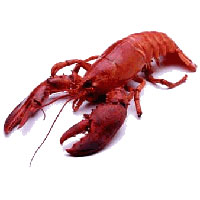 Lobster In Porbandar