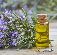 Rosemary Oil In Kannauj