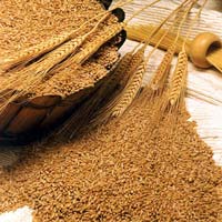 Wheat Seeds In Bikaner