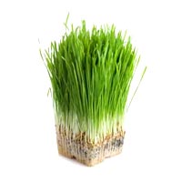 Wheatgrass