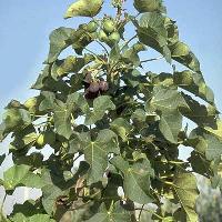 Jatropha Curca