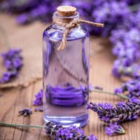 Lavender Oil In Kanpur
