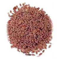 Psyllium Seeds In Neemuch