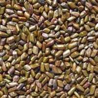 Cassia Tora Seeds In Shivpuri