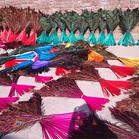 Bird Feather In Bardhaman