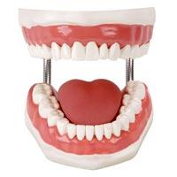 Dental Model