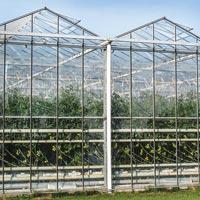 Naturally Ventilated Greenhouse In Surat