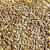 Paddy Seed In Karnal