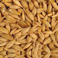 Barley Seeds In Neemuch