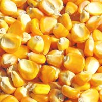 Yellow Corn Maize In Sangli