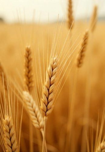 Where To Buy Cheap Wheat In Bulk