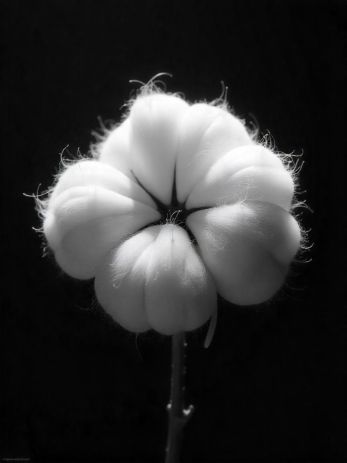 Why Raw Cotton Is In High Demand